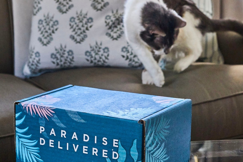 𝐂𝐚𝐭 𝐌𝐨𝐦 𝐌𝐲𝐬𝐭𝐞𝐫𝐲 𝐁𝐨𝐱 (10+ Items for cats & their amazing moms!)
