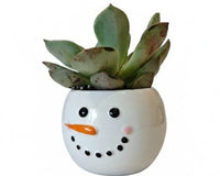 Tiny Tot Snowman with 2-inch Succulent