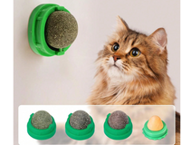 Cat - Are You Kitten Me?