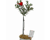 Olive Topiary Tree in Silver Metal Tin with Rope