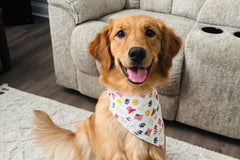 Bandana & Bones (Monthly Subscription)