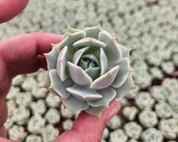 Monthly Mini Succulent Box