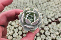 Monthly Mini Succulent Box
