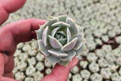 Monthly Mini Succulent Box