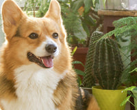 *NEW* PET FRIENDLY PLANT CLUB by My Garden Box