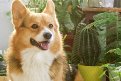PET FRIENDLY PLANT CLUB 2026 by My Garden Box
