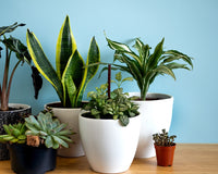 *NEW* THE PLANT CLUB 2025