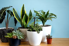 THE PLANT CLUB 2026 by My Garden Box