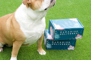 𝐃𝐨𝐠 𝐌𝐨𝐦 𝐌𝐲𝐬𝐭𝐞𝐫𝐲 𝐁𝐨𝐱 (10+ items for dogs & their amazing moms!)