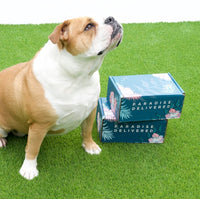 𝐃𝐨𝐠 𝐌𝐨𝐦 𝐌𝐲𝐬𝐭𝐞𝐫𝐲 𝐁𝐨𝐱 (10+ items for dogs & their amazing moms!)