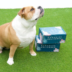 𝐃𝐨𝐠 𝐌𝐨𝐦 𝐌𝐲𝐬𝐭𝐞𝐫𝐲 𝐁𝐨𝐱 (10+ items for dogs & their amazing moms!)