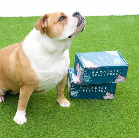 𝐃𝐨𝐠 𝐌𝐨𝐦 𝐌𝐲𝐬𝐭𝐞𝐫𝐲 𝐁𝐨𝐱 (10+ items for dogs & their amazing moms!)