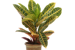 HOUSE PLANT BOX 2026 by My Garden Box