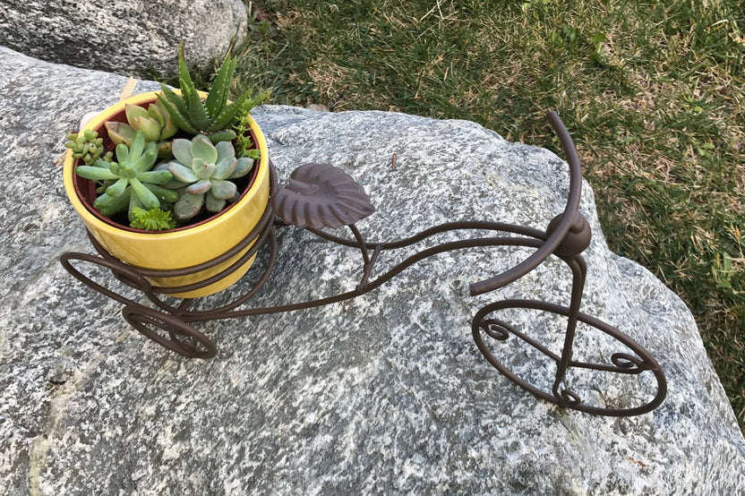 Succulent Bike