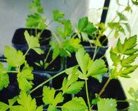 THE SUPER MEGA SUMMER SEED PACK