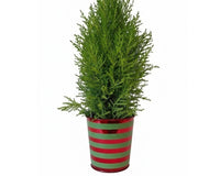 Lemon Cypress Cone with Elf