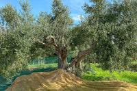 Aceto d'Olio