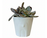 4 inch White Reindeer Head Ceramic Pot with Succulents Arrangement