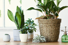 Plant Pet Club