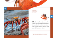 Interior Spread from the title Crabs!
Stunning photography on each page shows the Crabs up close in their habitats.
