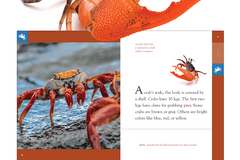 Interior Spread from the title Crabs!
Stunning photography on each page shows the Crabs up close in their habitats.