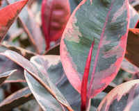 PATIO PLANT CLUB 2026 by My Garden Box