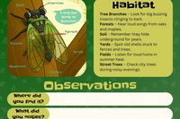 Bug Badges “Cicada” Discovery Hints card with labeled diagram, habitat tips, and observation lines—kids’ outdoor bug hunt worksheet