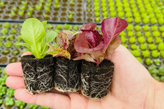 Lettuce Bundle: 12 Ready-to-Plant seedlings, Starts, Plugs, Garden Ready, Live Plants, Transplants, Pre-Sprouted, for Soil & Hydroponic Gardens