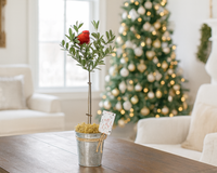 Olive Topiary Tree in Silver Metal Tin with Rope
