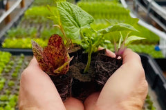 Herb Bundle: 12 Ready-to-Plant Seedlings, Starts, Plugs, Garden Ready, Live Plants, Transplants, Pre-sprouted, for Soil & Hydroponic gardens