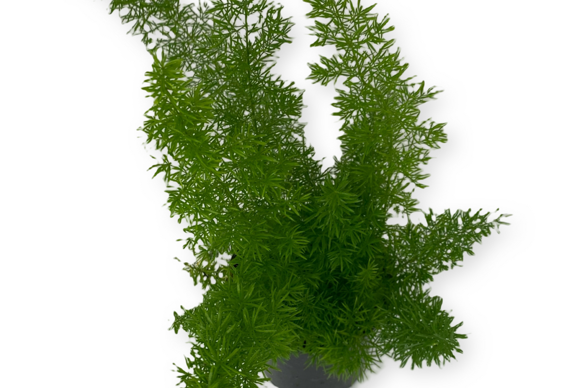 Image of Foxtail Fern