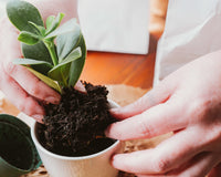 Therapeutic Garden Box