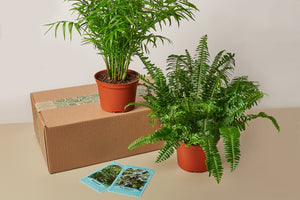Premium House Plant Box