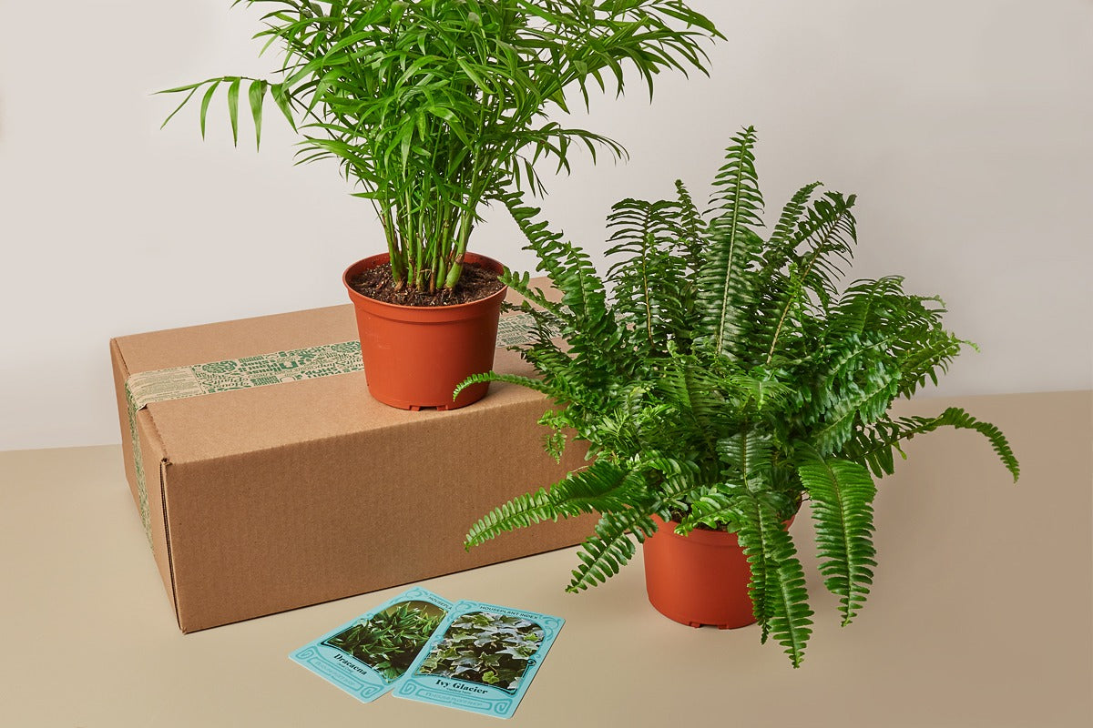 cratejoy house plant box Premium House Plant Subscription Box