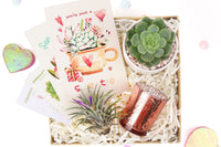 air plant subscription, air plant subscription box cratejoy, indoor plants subscription, monthly gift subscription