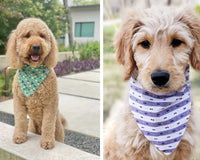 Northern By Sneed Monthly Dog Bandana Subscription