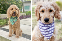 Northern By Sneed Monthly Dog Bandana Subscription