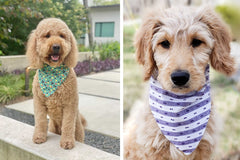 Northern By Sneed Monthly Dog Bandana Subscription