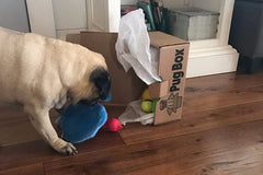 Pug Box