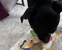 Canine Enrichment Box