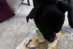 An image of a dog completing an enrichment activity. The dog is licking peanut butter off a canvas to make a painting 
