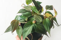 House Plant Subscription Box