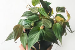 House Plant Subscription Box