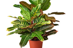 House Plant Subscription Box