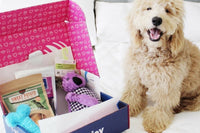 Monthly PupJoy Power Chewers Box, Treats & Toys, All Natural