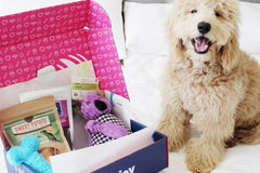 Monthly PupJoy Power Chewers Box, Treats & Toys, All Natural