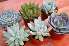 Monthly Succulents by Succy Crafts