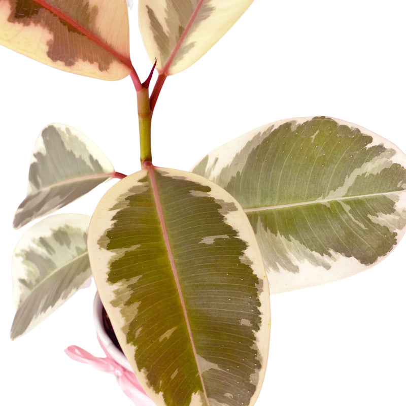 Image of Ficus Elastica 'Tineke'