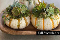 DIY Seasonal Succulent Kits