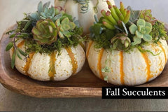DIY Seasonal Succulent Kits